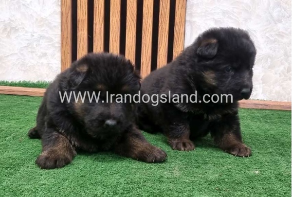 twlh-zhrmn-shprd-german-shepherd-157_2