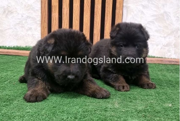 twlh-zhrmn-shprd-german-shepherd-157_3