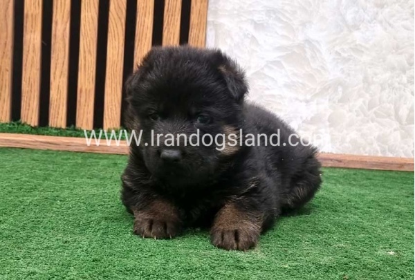 twlh-zhrmn-shprd-german-shepherd-157_4