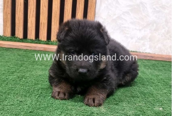 twlh-zhrmn-shprd-german-shepherd-157_5