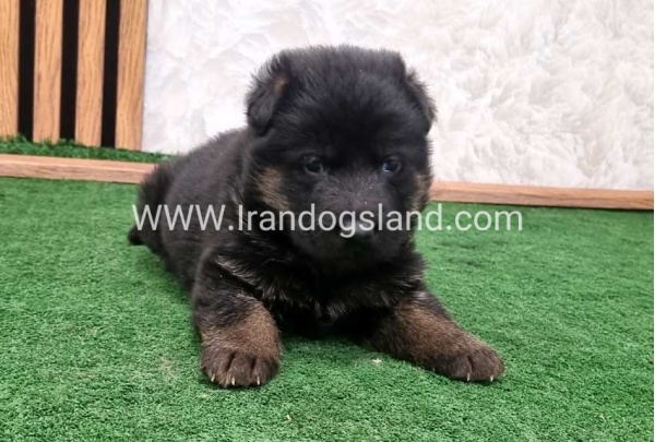 twlh-zhrmn-shprd-german-shepherd-157_6
