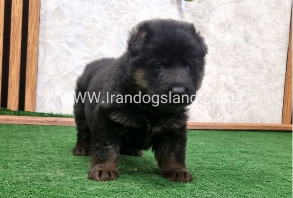 twlh-zhrmn-shprd-german-shepherd-157_7