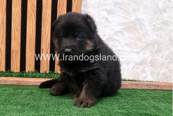 twlh-zhrmn-shprd-german-shepherd-157_8