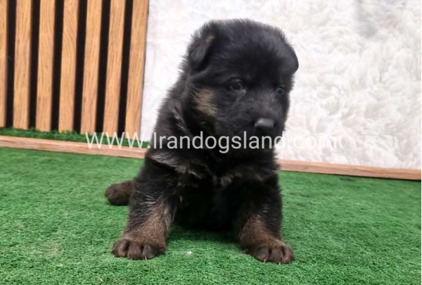 twlh-zhrmn-shprd-german-shepherd-157_9
