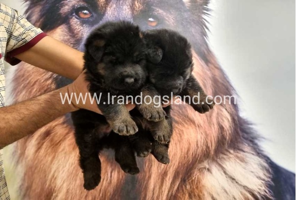 twlh-zhrmn-shprd-german-shepherd-158_1_101712245