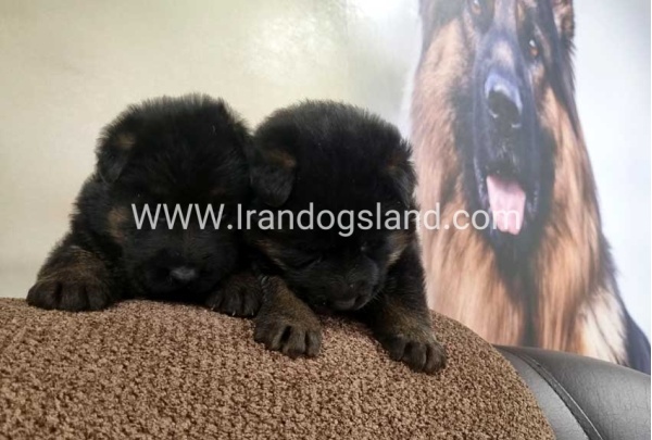 twlh-zhrmn-shprd-german-shepherd-158_2_1222730497