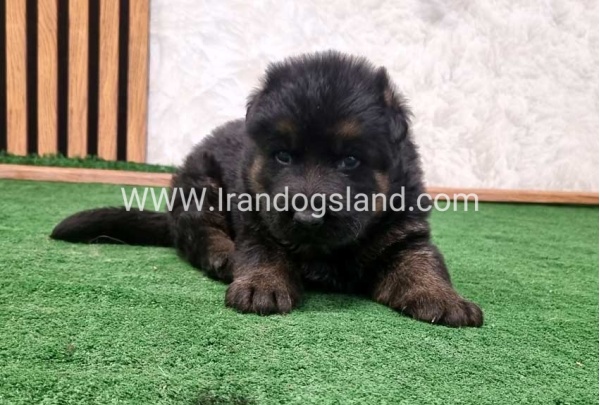 twlh-zhrmn-shprd-german-shepherd-158_3