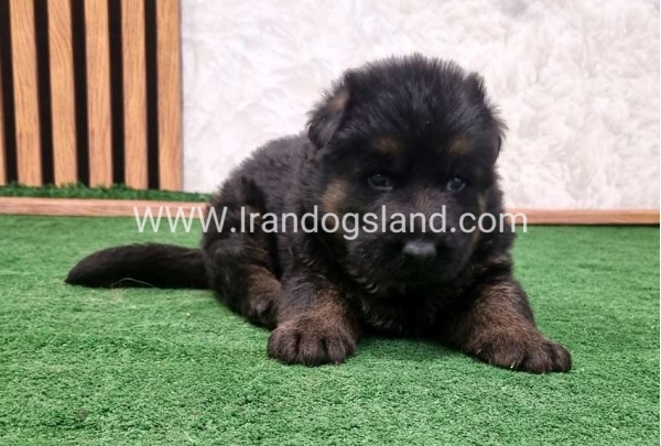 twlh-zhrmn-shprd-german-shepherd-158_4