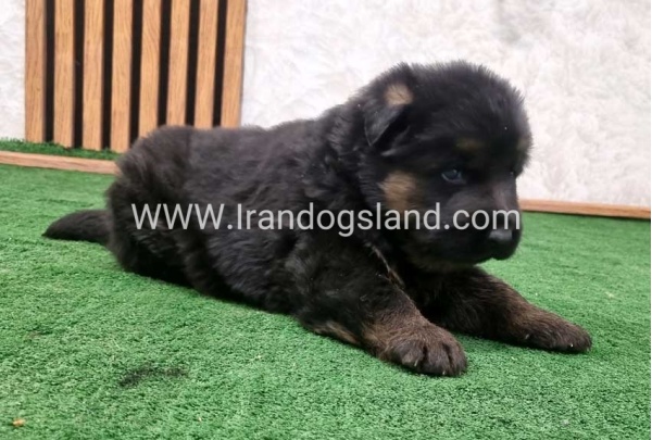 twlh-zhrmn-shprd-german-shepherd-158_5
