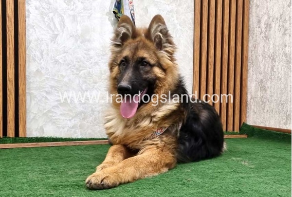 twlh-zhrmn-shprd-german-shepherd-159_1