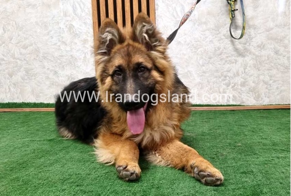 twlh-zhrmn-shprd-german-shepherd-159_10