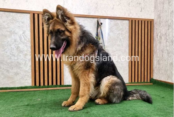 twlh-zhrmn-shprd-german-shepherd-159_2