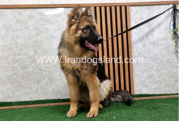 twlh-zhrmn-shprd-german-shepherd-159_3