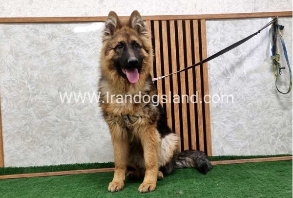 twlh-zhrmn-shprd-german-shepherd-159_4