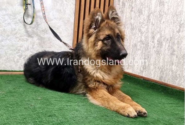 twlh-zhrmn-shprd-german-shepherd-159_5