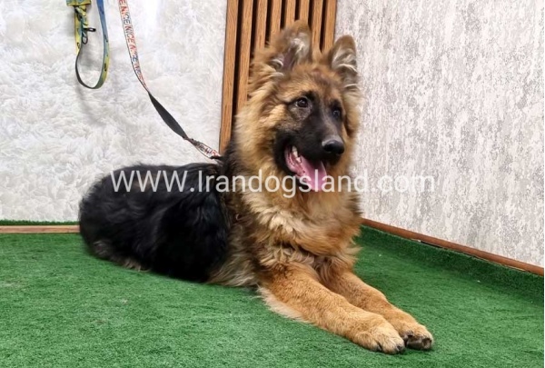 twlh-zhrmn-shprd-german-shepherd-159_6