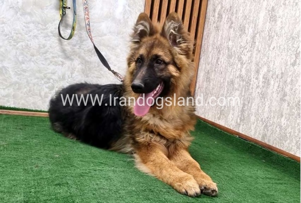 twlh-zhrmn-shprd-german-shepherd-159_7