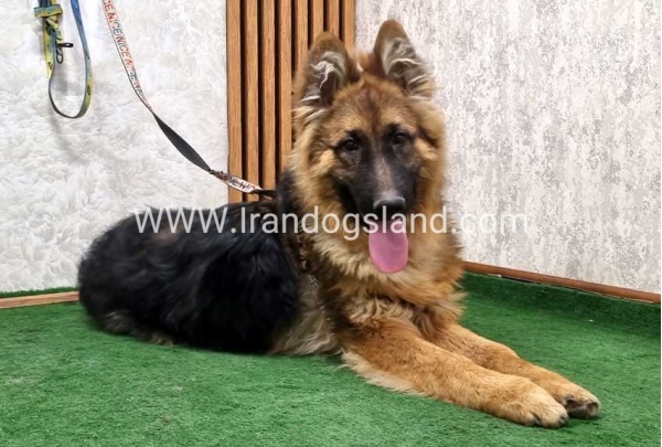 twlh-zhrmn-shprd-german-shepherd-159_8