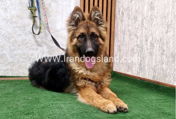 twlh-zhrmn-shprd-german-shepherd-159_9