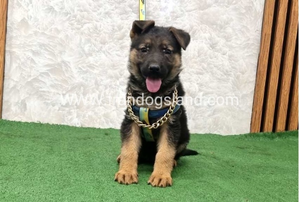 twlh-zhrmn-shprd-german-shepherd-162_1