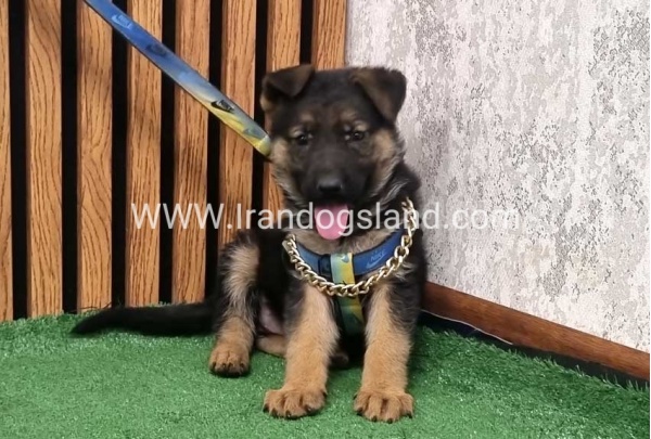 twlh-zhrmn-shprd-german-shepherd-162_10