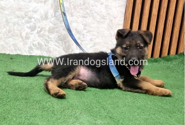 twlh-zhrmn-shprd-german-shepherd-162_2