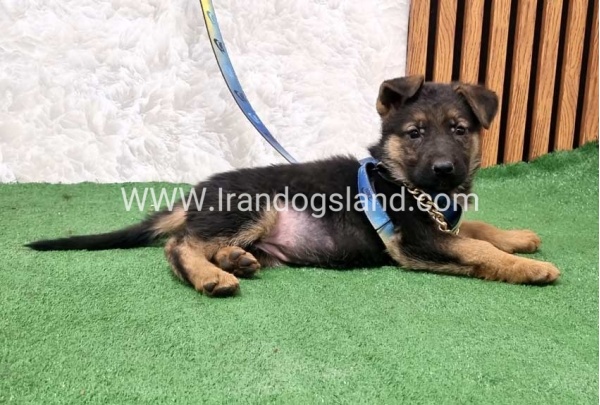 twlh-zhrmn-shprd-german-shepherd-162_3