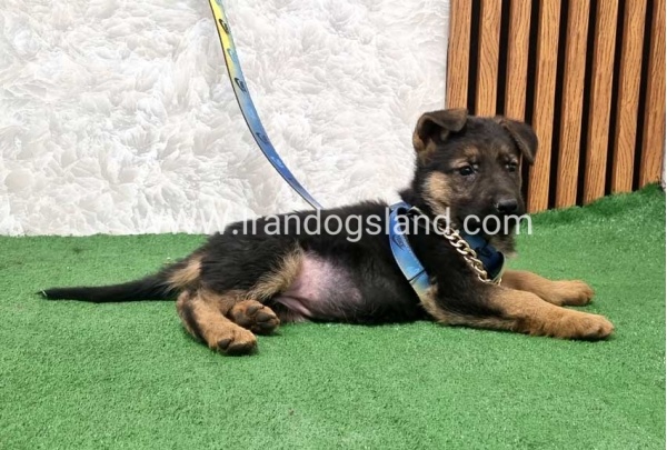 twlh-zhrmn-shprd-german-shepherd-162_4