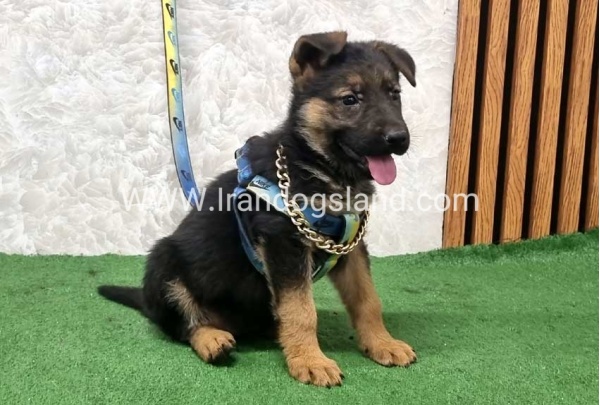 twlh-zhrmn-shprd-german-shepherd-162_5