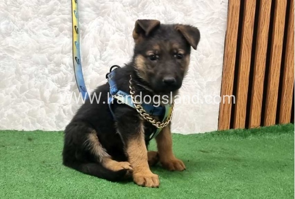 twlh-zhrmn-shprd-german-shepherd-162_6