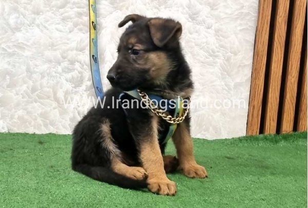 twlh-zhrmn-shprd-german-shepherd-162_7