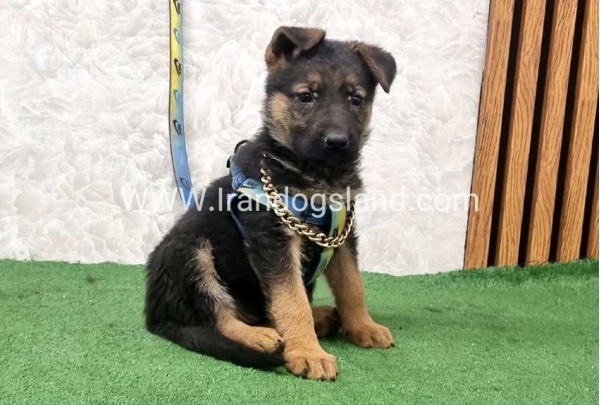 twlh-zhrmn-shprd-german-shepherd-162_8
