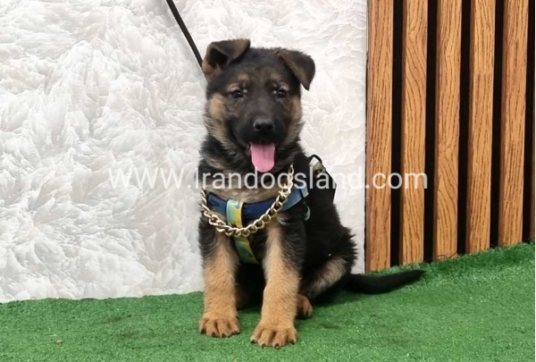 twlh-zhrmn-shprd-german-shepherd-162_9