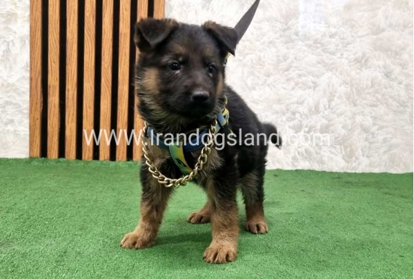 twlh-zhrmn-shprd-german-shepherd-164_1