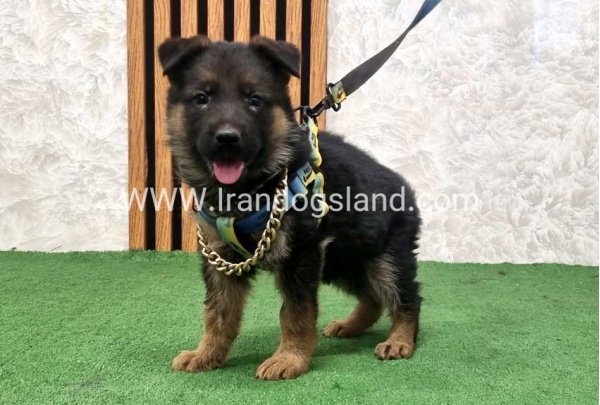 twlh-zhrmn-shprd-german-shepherd-164_2