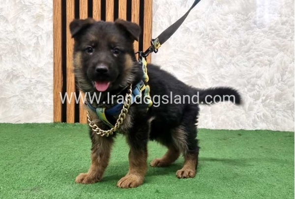 twlh-zhrmn-shprd-german-shepherd-164_3
