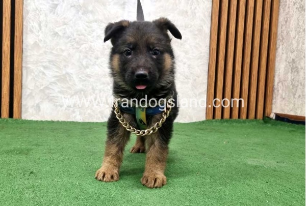 twlh-zhrmn-shprd-german-shepherd-164_4