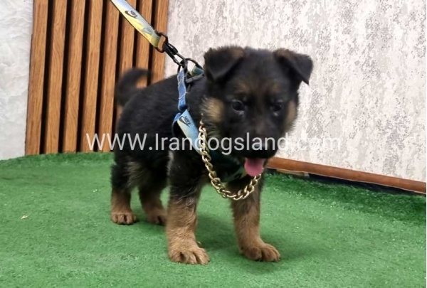 twlh-zhrmn-shprd-german-shepherd-164_5