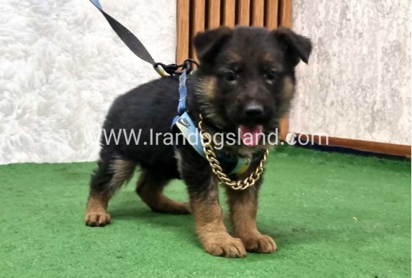 twlh-zhrmn-shprd-german-shepherd-164_6
