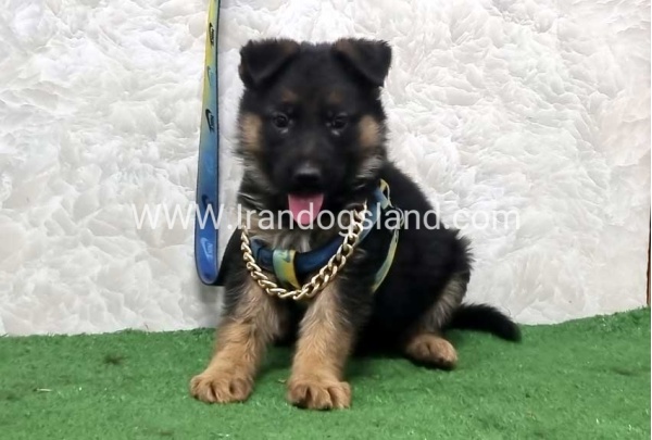 twlh-zhrmn-shprd-german-shepherd-164_7