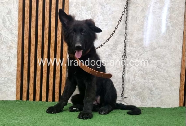 twlh-zhrmn-shprd-german-shepherd-165_1