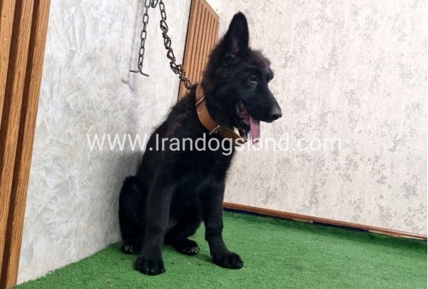 twlh-zhrmn-shprd-german-shepherd-165_10