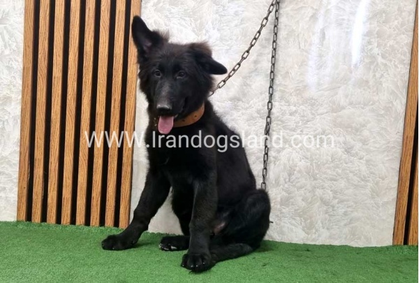 twlh-zhrmn-shprd-german-shepherd-165_2