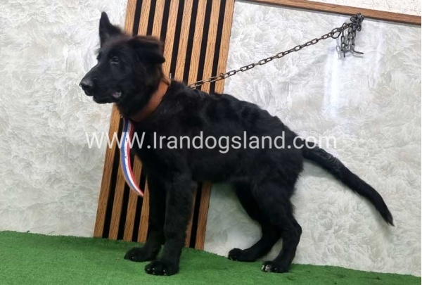 twlh-zhrmn-shprd-german-shepherd-165_3