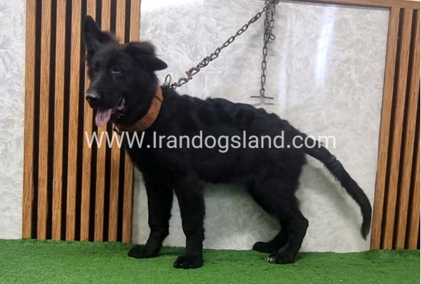 twlh-zhrmn-shprd-german-shepherd-165_6