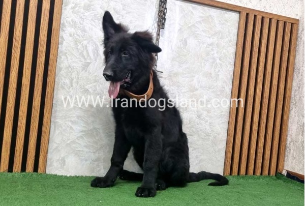 twlh-zhrmn-shprd-german-shepherd-165_9