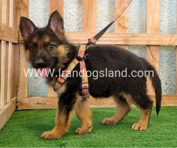 ---german-shepherd-106_10