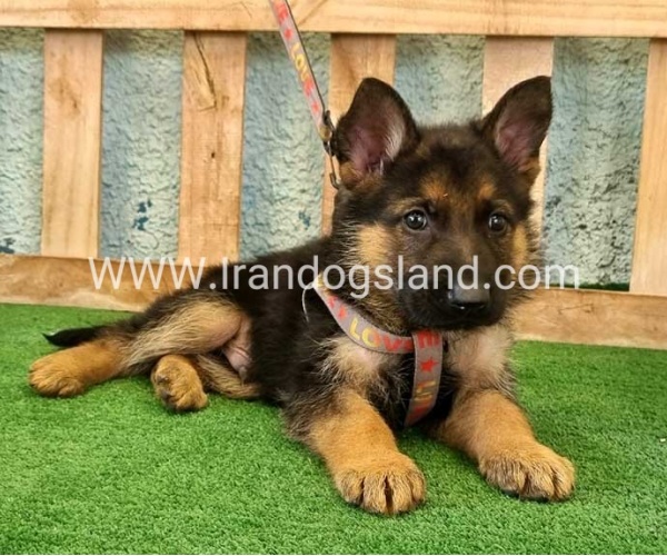 ---german-shepherd-106_11