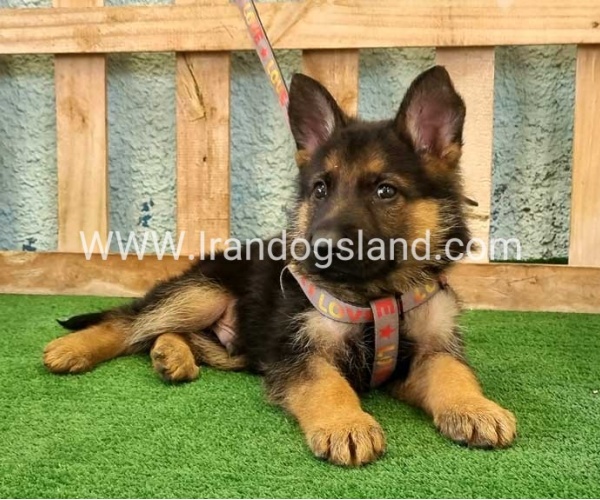 ---german-shepherd-106_12