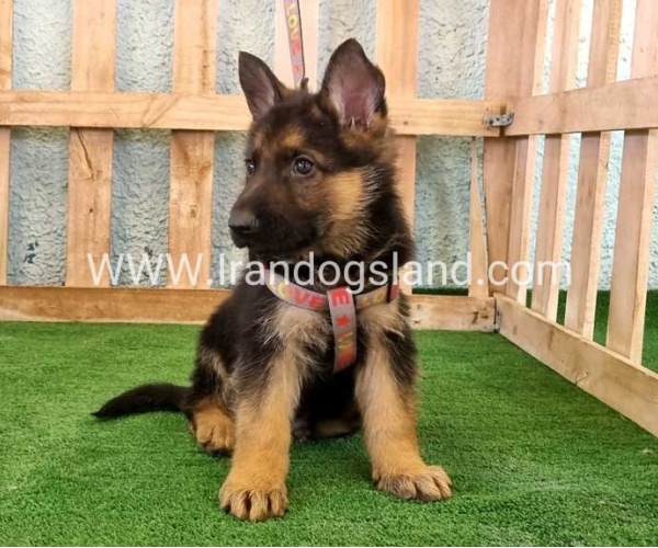 ---german-shepherd-106_2